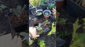 Хвойные с Вайлдберриз