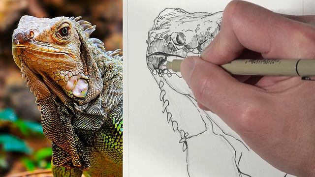 Pen and Ink Drawing - Iguana смотреть онлайн