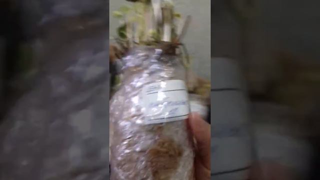 посылка с фриго от Комиссаровой Т смотреть онлайн