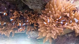 10 рыбок клоунов Clownfisch Amphiprion ocellaris Falscher Clown  Anemonenfisch в морском аквариуме