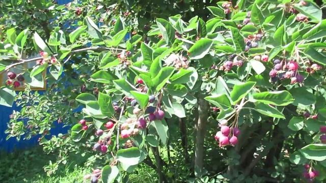 Когда созревают ягоды ирги и где посадить кустарник  #ирга#ягоды
