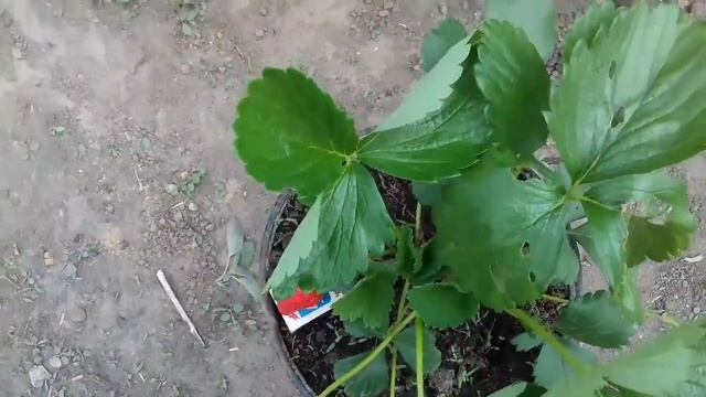 Клубника "Альбион" (обзор сорта) смотреть онлайн