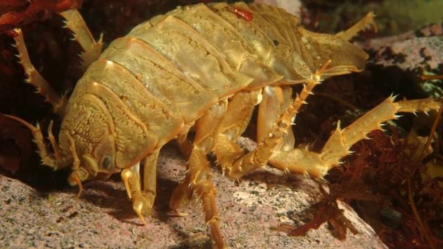 Cамые необычные животные # Топ самых необычных животных мира смотреть онлайн