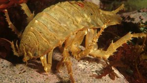 Cамые необычные животные # Топ самых необычных животных мира