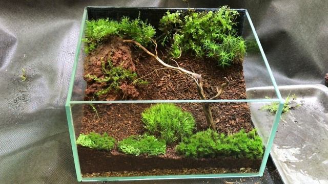 Мини флорариум из 5 видов мха! смотреть онлайн
