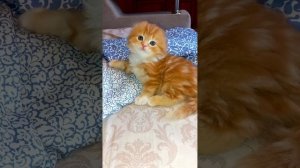 какой же он милаха, - вислоухий пушистый котёнок!