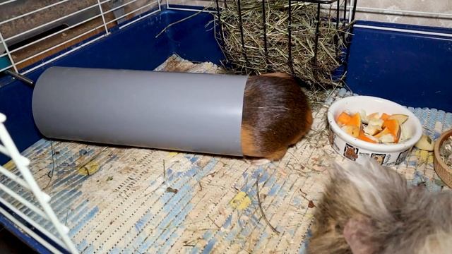 Морские свинки - плюсы и минусы. Морские свинки как домашние животные