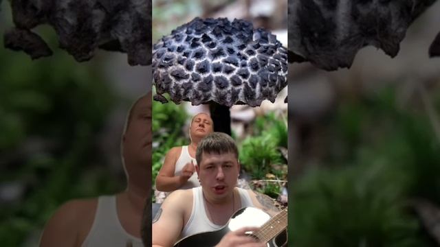 Грибы