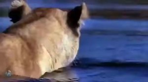 Животный мир. Слоны. Нападение крокодилов на слонов