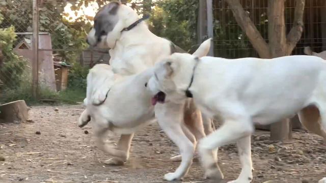 питомник ИЗ ДРЕВНЕГО РОДА , молодежь смотреть онлайн