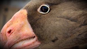 Как распознать и лечить болезни гусей