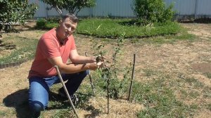 Формировка чаши в 1 год посадки саженца