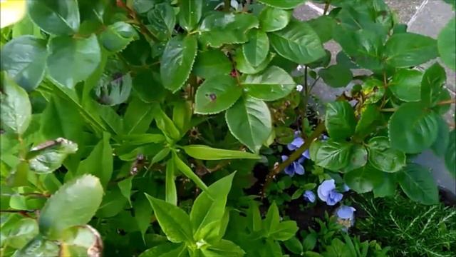 Arthur Bell - Floribunda Rose смотреть онлайн