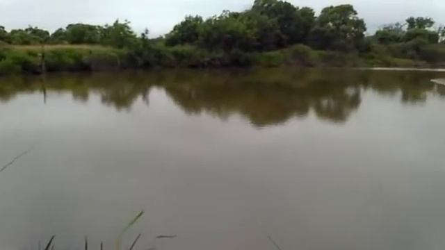 Очередной сазан того же утра...но увы не зашло.. смотреть онлайн