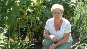 УХАЖИВАЕМ ЗА МАЛИНОЙ ПОСЛЕ ПЛОДОНОШЕНИЯ ПРАВИЛЬНО!