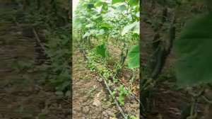 огурец Лютый урожай