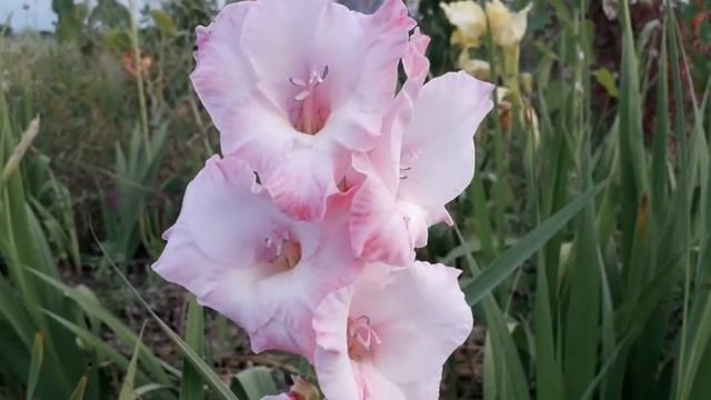 Гладиолусы, цветение #гладиолусы#выращивание_гладиолусов#цветы смотреть онлайн