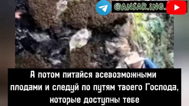 Идрис Акбар сура Ан Нахль #исламролики #Коран #Сунна #мишари #Утайби смотреть онлайн