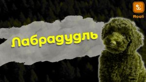 Лабрадудль: Объединение ласки лабрадора и умения пуделя