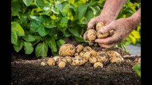 Заговор на хороший урожай картофеля