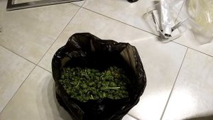 заготовка корма для сухопутной черепахи на зимний период