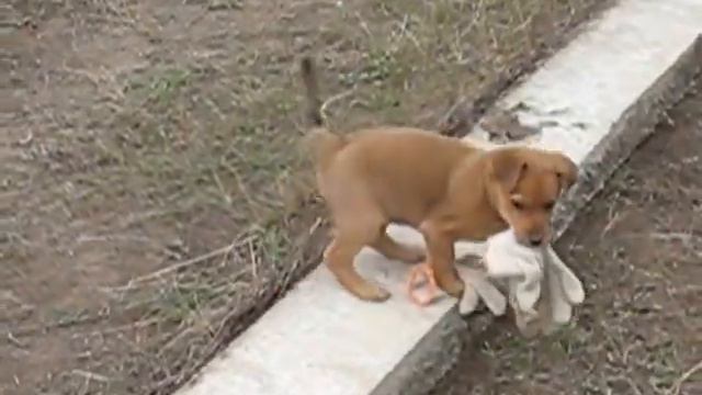 Позитивное видео. Кошка и собака весело играют вместе. смотреть онлайн