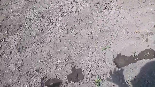 Посев огурца по кукурузе. Часть вторая. смотреть онлайн