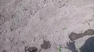 Посев огурца по кукурузе. Часть вторая.