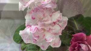 Таких Глоксиний вы еще не видели. Новые сорта!