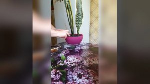 🍃Размножение сансевиерии листом🍃
