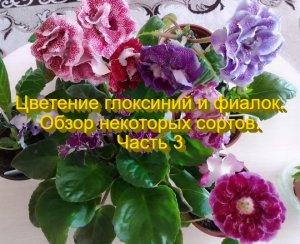 Цветение глоксиний и фиалок. Обзор некоторых сортов. Часть 3.