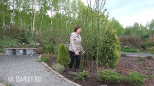 Колоновидные яблони - формировка