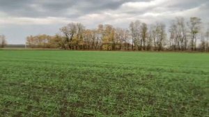 Озимая пшеница Алексеич. Семенной участок. Супер Элита ОС. 03.11.2021. T.me/fugustim