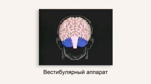 Орган равновесия