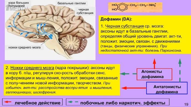 «Медицина в контексте», тема: «Химия мозга_ медиаторы и психотропные препараты».