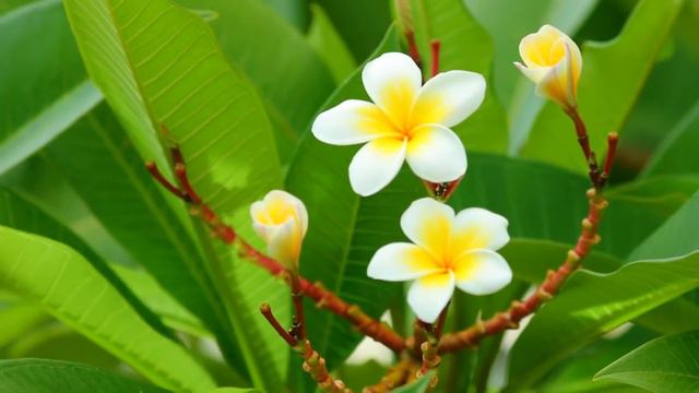 Plumeria Rubra Common Frangipani Blooming Flowers
