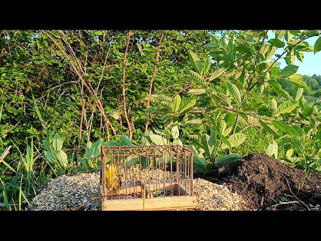 Чиж 15.06.24. смотреть онлайн