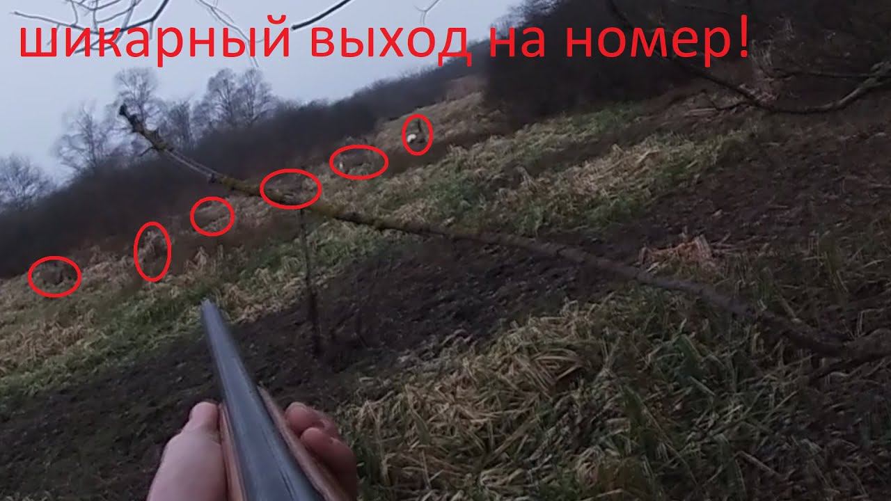 Загонная охота на косулю. Секач в камыше и как его видно в тепловизор?