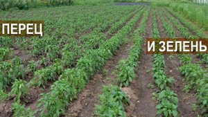 Выращивание болгарского перца и укропа. КФХ Кончиц.