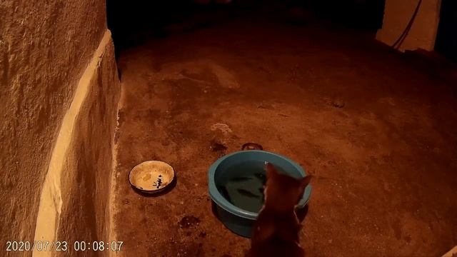 ? КОТ СОСЕДА, УКРАЛ НАШУ РЫБУ. смотреть онлайн