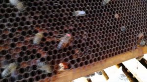 Как спасти семью трутовку осенью.