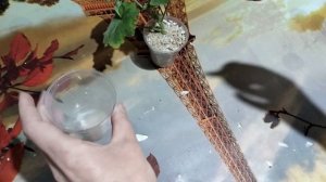 Пеларгония. полив укореняемых черенков в перлите.