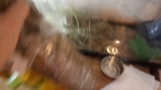 Монгольская песчанка. Уход и содержание песчанки