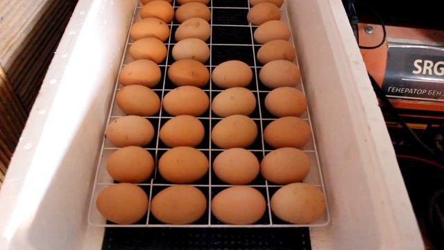 Инкубация Куриных Яиц в Инкубаторе Несушка