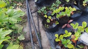 выращивание клубники НСД в горшках