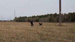 Немецкий дог. КотЛис. Охрана. самостоятельная работа.
