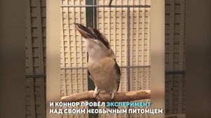 ПТИЦА КУКАБАРА СМЕЕТСЯ УЖАС!!!