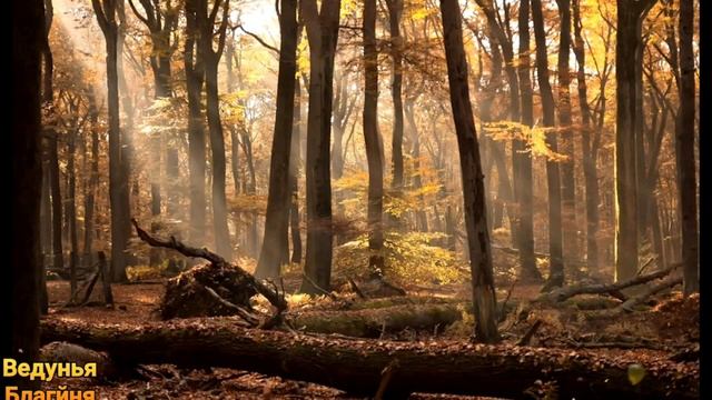 28 октября день Ефимия Осеннего.Приметы Обряды дня.Что нельзя делать в день Ефимия Осеннего.