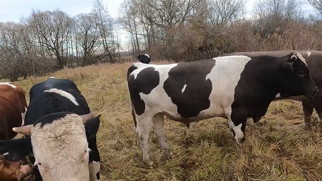 Рекордный вес бычка в 1 год. смотреть онлайн