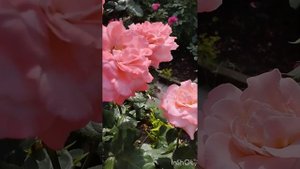 Цветение розы Артур Рэмбо в саду на Южном Урале. Лето 2023.